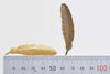 10 pcs Brass Feather Embellishment Stampings 12x53mm Various Colors Available