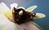 Accessories - 10 Pcs Antique Bronze Old-Fashioned Phonograph Gramophone Charms 9x14mm A1638