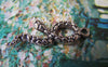 Accessories - 10 Pcs Of Antique Silver Lovely Snake Charms 11x30mm A4560