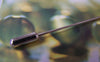 Accessories - 10 Pcs Platinum Plated Brass Stick Pin Clutch Lapel Pin 4x60mm With 5mm Pad A4653