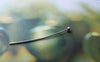 Accessories - 100 Pcs Of Platinum White Gold Tone Brass Ball End Headpin - 25G - 24mm A3321