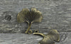 Accessories - 20 Pcs Of Antique Bronze Gingko Gingkgo Leaf Charms 23x23mm A7675