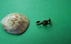 Accessories - 200 Pcs Of Antique Bronze Fold Over Clamshell Clasps Bead Tips 3x9mm A2111