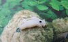 Accessories - 5 Pcs Of Natural Sea Shell Lovely Rabbit Beads 8x15mm A2679