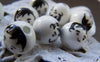 Accessories - Ceramic Boy Beads Hand Painted Round Loose Beads 14mm Set Of 10 Pcs A1881