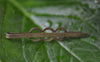 Accessories - Infinity Bobby Pin Antique Bronze Wired Figure 8 Hair Clips 45mm Set Of 10 Pcs A7889