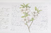 Rose Flower Washi Tape Japanese Masking Tape 55mm x 5 Meters Roll A10664