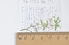 Rose Flower Washi Tape Japanese Masking Tape 55mm x 5 Meters Roll A10664