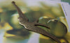 Accessories - 10 Pcs Of Antique Bronze Swallow Bird Dove Connectors Charms  15x60mm A266