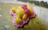 Accessories - 10 Pcs Of Resin Bowtie Bear Cubs Cameo Cabochon Assorted Color 24x25mm A6065