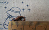 Accessories - Lobster Clasp Antique Copper Finish 5x12mm Set Of 50 Pcs A2981
