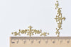 20 pcs Raw Brass Long Vine Branch Stamping Embellishments A8567