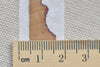 Burned Book Washi Tape Japanese Masking Tape 20mm x 5M Roll A12052