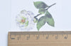 Camelia Flower Washi Tape Wide Floral Japanese Unlined Masking Tape 55mm x 5 Meters A10594