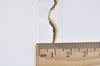 Burned Book Washi Tape/Japanese Masking Tape 15mm wide x 5M A12210